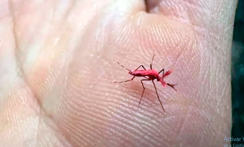 Liberan en Mendoza 10 mil «mosquitos rojos» para combatir el dengue