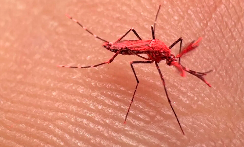 Mosquitos rojos para prevenir el dengue: ¿es posible su aplicación en Rosario?