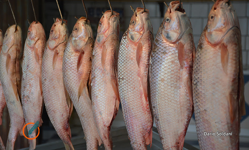 Proponen dos puertos fiscalizadores para controlar la pesca en Rosario