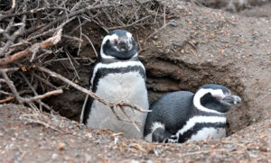 Declaran culpable al productor ganadero que mató a decenas de pingüinos en una reserva de Chubut