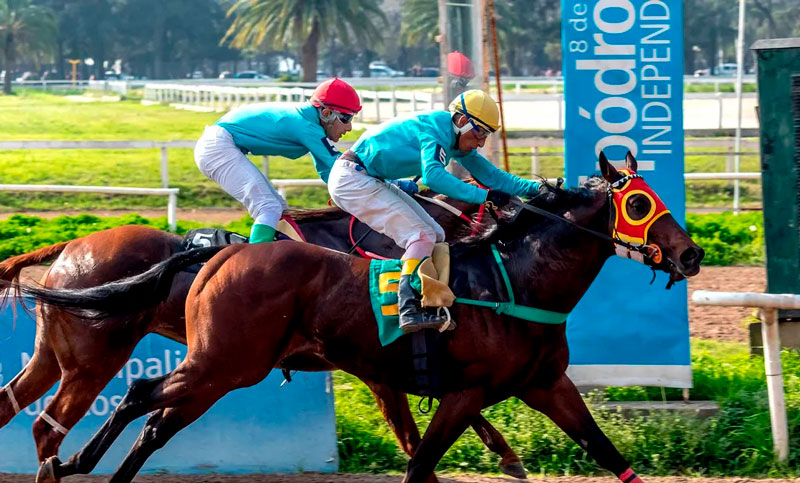 Contra la crueldad animal: piden la reconversión del hipódromo y que se suspendan las carreras de caballos