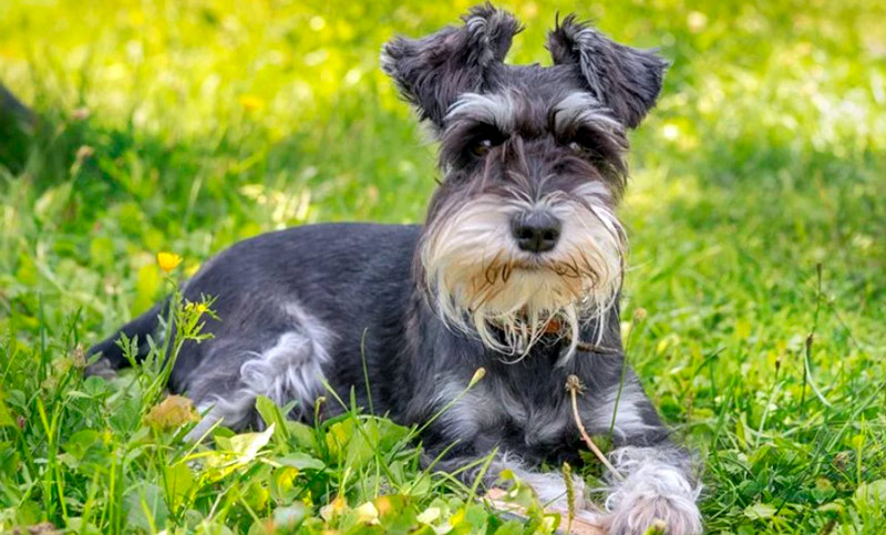 Día Mundial de la Mascota Diabética: ¿sabías que tu mascota también puede tener diabetes?