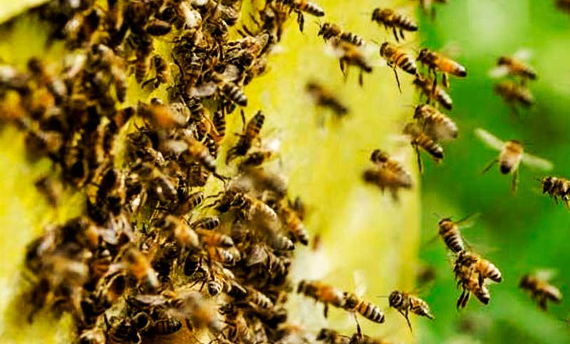 Fue atacado por un enjambre de abejas y falleció a causa de las picaduras