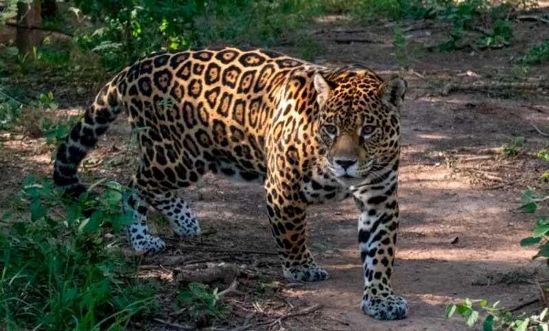 Increíble: una cámara captó a un yaguareté en Formosa